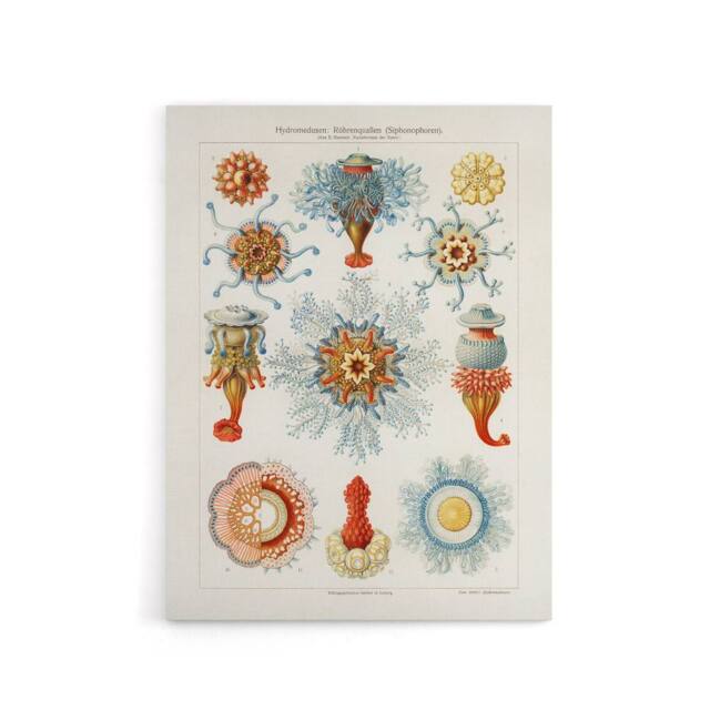 "Artery8 Marine Jellyfish in sea colourful Haeckel Vintage Canvas Wall Art in White - Size: W18"" x H24""" - image 1