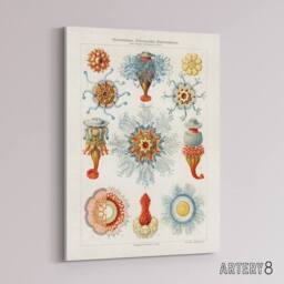 "Artery8 Marine Jellyfish in sea colourful Haeckel Vintage Canvas Wall Art in White - Size: W18"" x H24""" - thumbnail 2