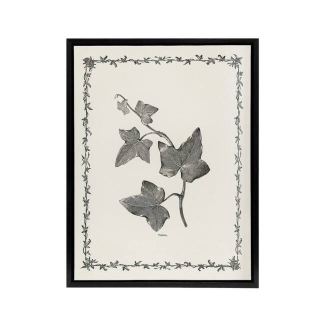 "Artery8 Vintage Botanical Ipomoea Triloba Leaves Hibberd Framed Canvas Art in White - Size: W12"" x H16""" - image 1