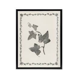 "Artery8 Vintage Botanical Ipomoea Triloba Leaves Hibberd Framed Canvas Art in White - Size: W12"" x H16""" - thumbnail 1