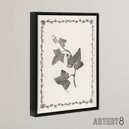"Artery8 Vintage Botanical Ipomoea Triloba Leaves Hibberd Framed Canvas Art in White - Size: W12"" x H16""" - thumbnail 2
