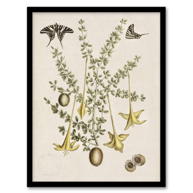 Artery8 Frutex Spinofus Flowers & Butterflies Catesby Framed Wall Art Print in Beige - Size: A4 - image 1