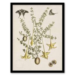 Artery8 Frutex Spinofus Flowers & Butterflies Catesby Framed Wall Art Print in Beige - Size: A4 - thumbnail 1