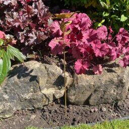 Minster Garden Stake - L2 x W20 x H71 cm in Brown - Size: 1 Pack - thumbnail 3