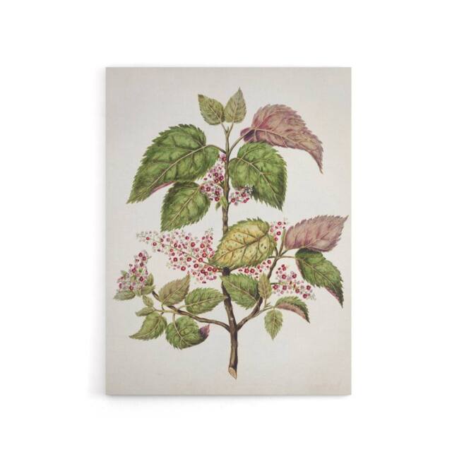 "Artery8 New Zealand Makomako Flowering Plant Featon Canvas Wall Art Print in Beige - Size: W12"" x H16""" - image 1