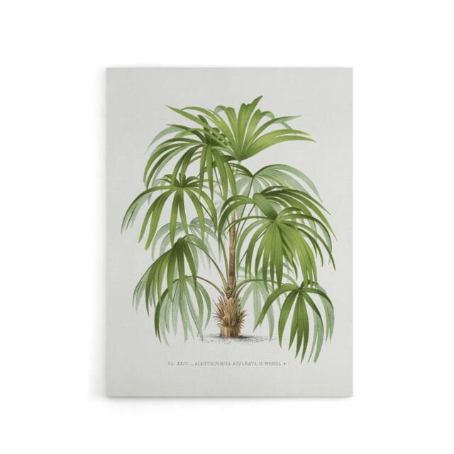 "Artery8 Acathophiza Aculeata Palm Tree Kerchove Canvas Wall Art Print in White - Size: W18"" x H24""" - image 1