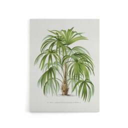 "Artery8 Acathophiza Aculeata Palm Tree Kerchove Canvas Wall Art Print in White - Size: W18"" x H24""" - thumbnail 1