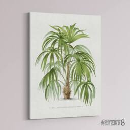 "Artery8 Acathophiza Aculeata Palm Tree Kerchove Canvas Wall Art Print in White - Size: W18"" x H24""" - thumbnail 2