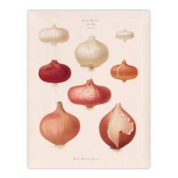 "Artery8 Onions Vintage Kitchen Ernst Benary Wall Art Poster Print in White - Size: W12"" x H16""" - thumbnail 1
