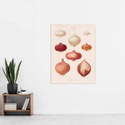 "Artery8 Onions Vintage Kitchen Ernst Benary Wall Art Poster Print in White - Size: W12"" x H16""" - thumbnail 4
