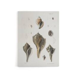 "Artery8 James De Kay Types of Seashells Pencil Drawing Canvas Wall Art Print in White - Size: W12"" x H16""" - thumbnail 1