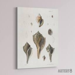 "Artery8 James De Kay Types of Seashells Pencil Drawing Canvas Wall Art Print in White - Size: W12"" x H16""" - thumbnail 2
