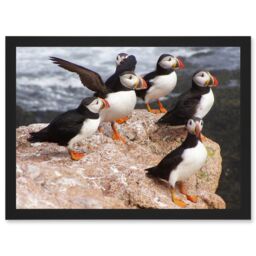 Artery8 Animal North Atlantic Puffins Birds Beach Edge of Ocean Rock Artwork Framed Wall Art Print A4 in Black - thumbnail 1