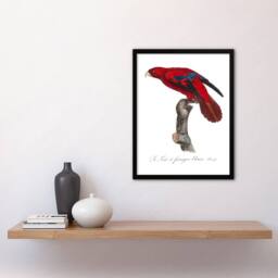 Artery8 The Blue Fringed Red Lori Parrot Levaillant Framed Wall Art Print in White - Size: A4 - thumbnail 4