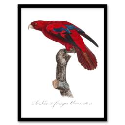 Artery8 The Blue Fringed Red Lori Parrot Levaillant Framed Wall Art Print in White - Size: A4 - thumbnail 1