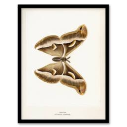 "Artery8 Ailanthus Silkmoth Vintage Illustration Denton Framed Wall Art Print in White - Size: W12"" x H16""" - thumbnail 1