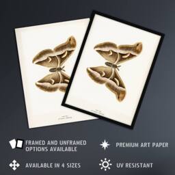 "Artery8 Ailanthus Silkmoth Vintage Illustration Denton Framed Wall Art Print in White - Size: W12"" x H16""" - thumbnail 2