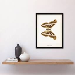 "Artery8 Ailanthus Silkmoth Vintage Illustration Denton Framed Wall Art Print in White - Size: W12"" x H16""" - thumbnail 4