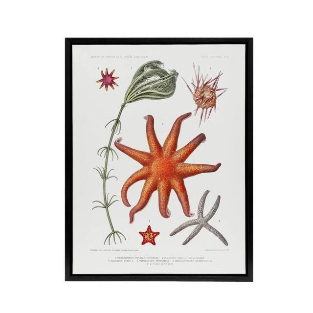 "Artery8 Deep Sea Starfish Marine Life Albert I Framed Canvas Wall Art Print in White - Size: W12"" x H16""" - image 1