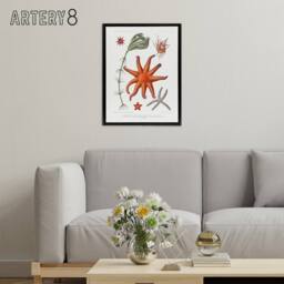 "Artery8 Deep Sea Starfish Marine Life Albert I Framed Canvas Wall Art Print in White - Size: W12"" x H16""" - thumbnail 3