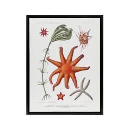 "Artery8 Deep Sea Starfish Marine Life Albert I Framed Canvas Wall Art Print in White - Size: W12"" x H16""" - thumbnail 1