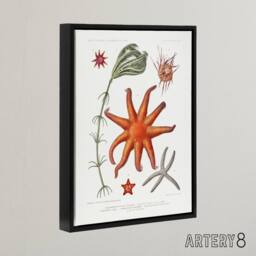 "Artery8 Deep Sea Starfish Marine Life Albert I Framed Canvas Wall Art Print in White - Size: W12"" x H16""" - thumbnail 2