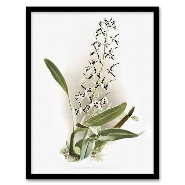 Artery8 Frederick Sander Epidendrum Prismatocarpum Orchid Framed Art Print - Size: A4 - image 1
