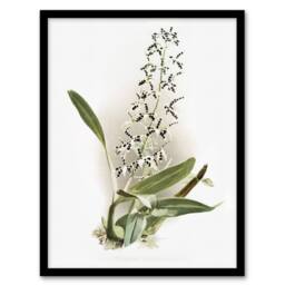 Artery8 Frederick Sander Epidendrum Prismatocarpum Orchid Framed Art Print - Size: A4 - thumbnail 1