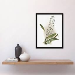 Artery8 Frederick Sander Epidendrum Prismatocarpum Orchid Framed Art Print - Size: A4 - thumbnail 4