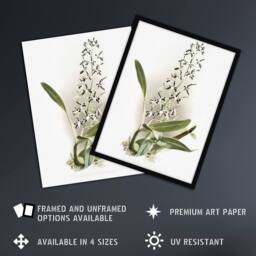 Artery8 Frederick Sander Epidendrum Prismatocarpum Orchid Framed Art Print - Size: A4 - thumbnail 2