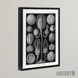 "Artery8 Cystoidea Pouch Stars Marine Life Haeckel Black Framed Canvas Wall Art - Size: W12"" x H16""" - thumbnail 2