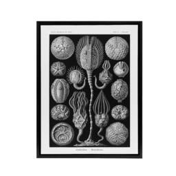 "Artery8 Cystoidea Pouch Stars Marine Life Haeckel Black Framed Canvas Wall Art - Size: W12"" x H16""" - thumbnail 1