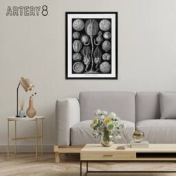"Artery8 Cystoidea Pouch Stars Marine Life Haeckel Black Framed Canvas Wall Art - Size: W12"" x H16""" - thumbnail 3
