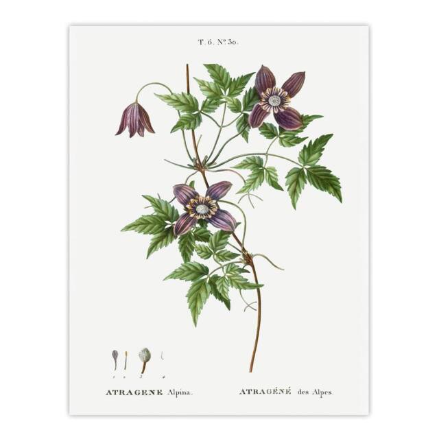 "Artery8 Alpine Clematis Flower Redoute Vintage Wall Art Print Poster in White - Size: W24"" x H32""" - image 1