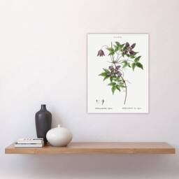 "Artery8 Alpine Clematis Flower Redoute Vintage Wall Art Print Poster in White - Size: W24"" x H32""" - thumbnail 4