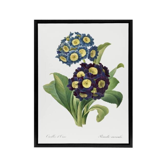 "Artery8 Floral Primula Auricula Redoute Vintage Black Framed Canvas Wall Art in White - Size: W12"" x H16""" - image 1