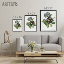 "Artery8 Floral Primula Auricula Redoute Vintage Black Framed Canvas Wall Art in White - Size: W12"" x H16""" - thumbnail 4