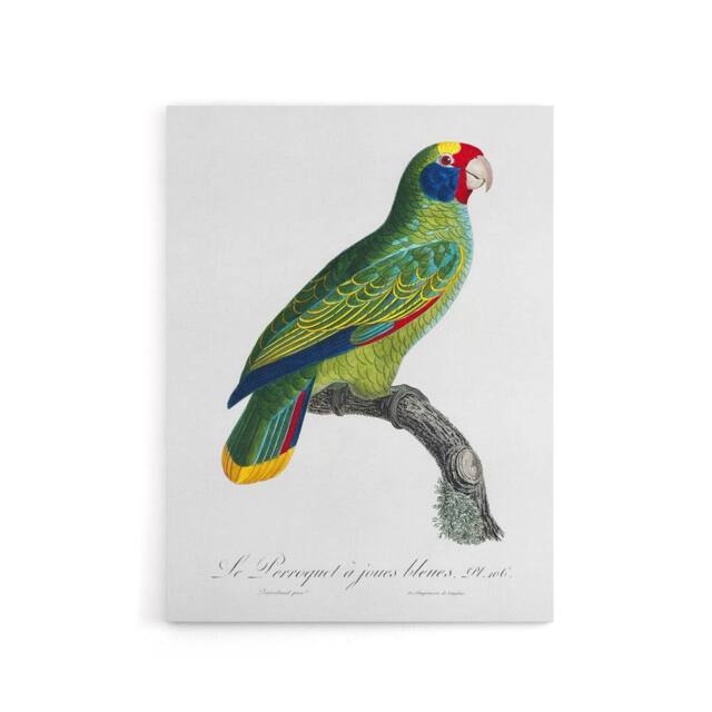 "Artery8 Red & Blue Amazon Parrot Levaillant Canvas Wall Art Print in White - Size: W12"" x H16""" - image 1