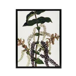 "Artery8 New Zealand Tutu Plant Vintage Artwork Featon Framed Canvas Wall Art in Beige - Size: W12"" x H16""" - thumbnail 1
