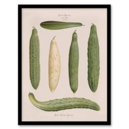 Artery8 Ernst Benary Trellis Frame Cucumber Varieties Framed Art Picture Print in White - Size: A4 - thumbnail 1