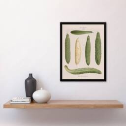 Artery8 Ernst Benary Trellis Frame Cucumber Varieties Framed Art Picture Print in White - Size: A4 - thumbnail 2