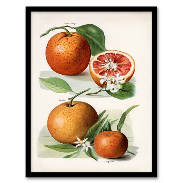 Artery8 John Wright Framed Wall Art Vintage Illustration of Orange Citrus Fruits in White - Size: A4 - image 1