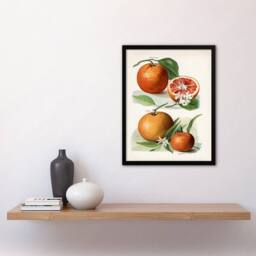 Artery8 John Wright Framed Wall Art Vintage Illustration of Orange Citrus Fruits in White - Size: A4 - thumbnail 2