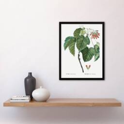 "Artery8 Acer Tataricum Botanical Redoute Vintage Framed Wall Art Print in White - Size: W12"" x H16""" - thumbnail 4