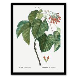 "Artery8 Acer Tataricum Botanical Redoute Vintage Framed Wall Art Print in White - Size: W12"" x H16""" - thumbnail 1