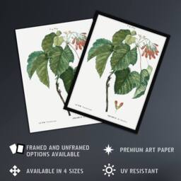 "Artery8 Acer Tataricum Botanical Redoute Vintage Framed Wall Art Print in White - Size: W12"" x H16""" - thumbnail 2