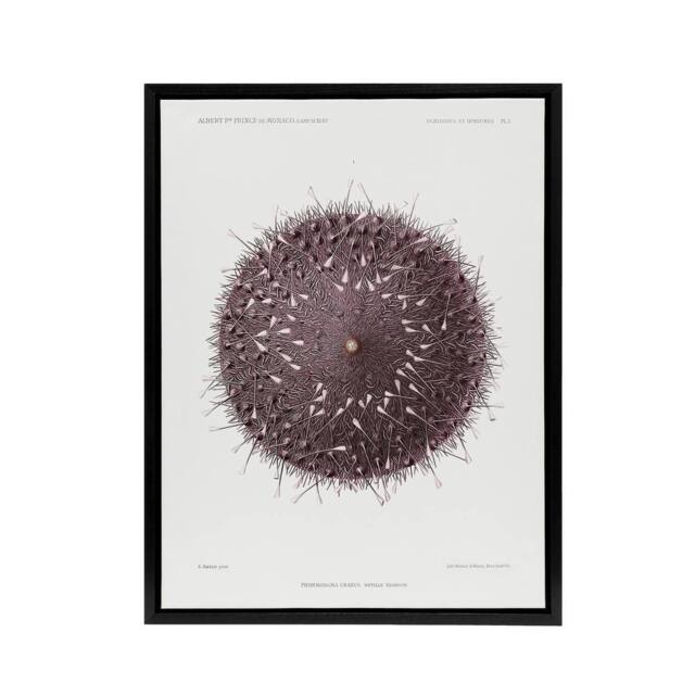"Artery8 Sea Urchin Marine Life Illustration Albert I Framed Canvas Wall Art in White - Size: W24"" x H32""" - image 1