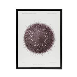 "Artery8 Sea Urchin Marine Life Illustration Albert I Framed Canvas Wall Art in White - Size: W24"" x H32""" - thumbnail 1