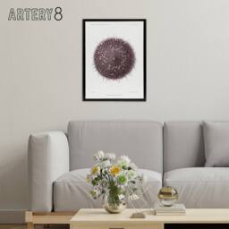 "Artery8 Sea Urchin Marine Life Illustration Albert I Framed Canvas Wall Art in White - Size: W24"" x H32""" - thumbnail 3