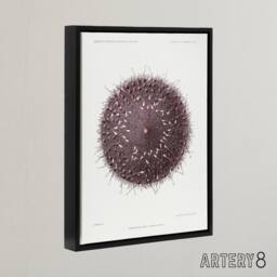 "Artery8 Sea Urchin Marine Life Illustration Albert I Framed Canvas Wall Art in White - Size: W24"" x H32""" - thumbnail 2